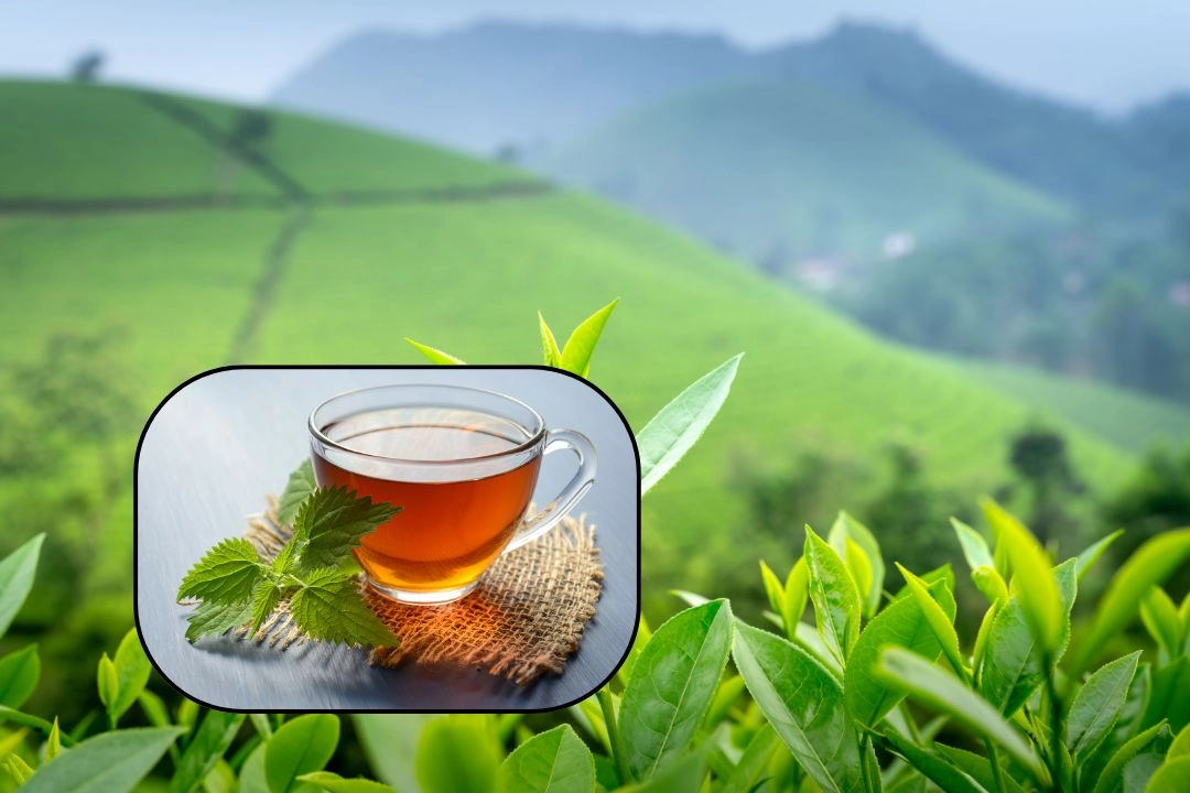 चाय सेहत के लिए कितनी फायदेमंद_एक नज़र!