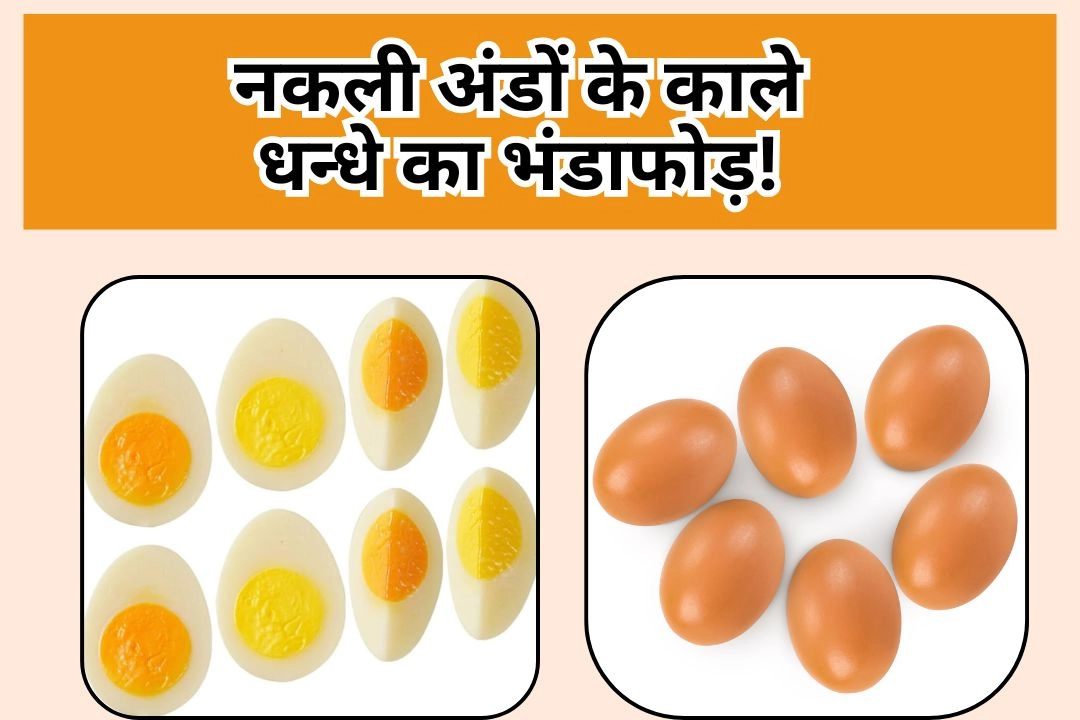 नकली अंडों के काले धन्धे का भंडाफोड़!