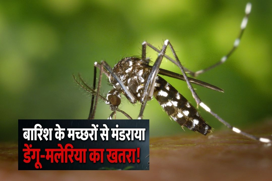 बारिश के मच्छरों से मंडराया डेंगू-मलेरिया का खतरा!