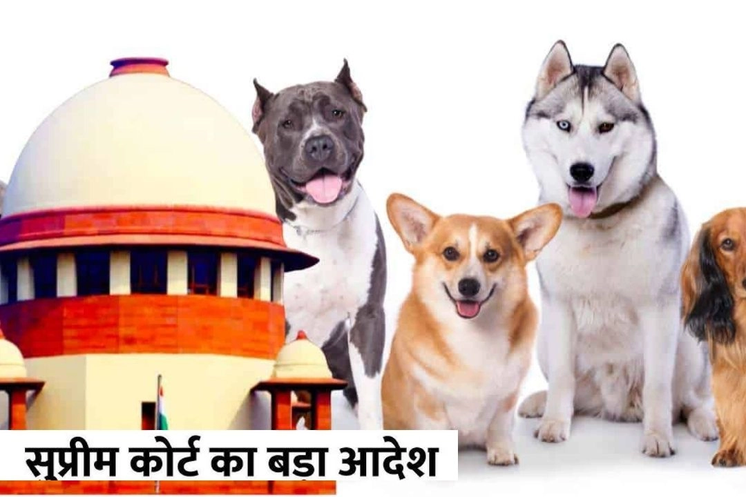 आवारा कुत्तों पर सुप्रीम कोर्ट का सख्त आदेश!
