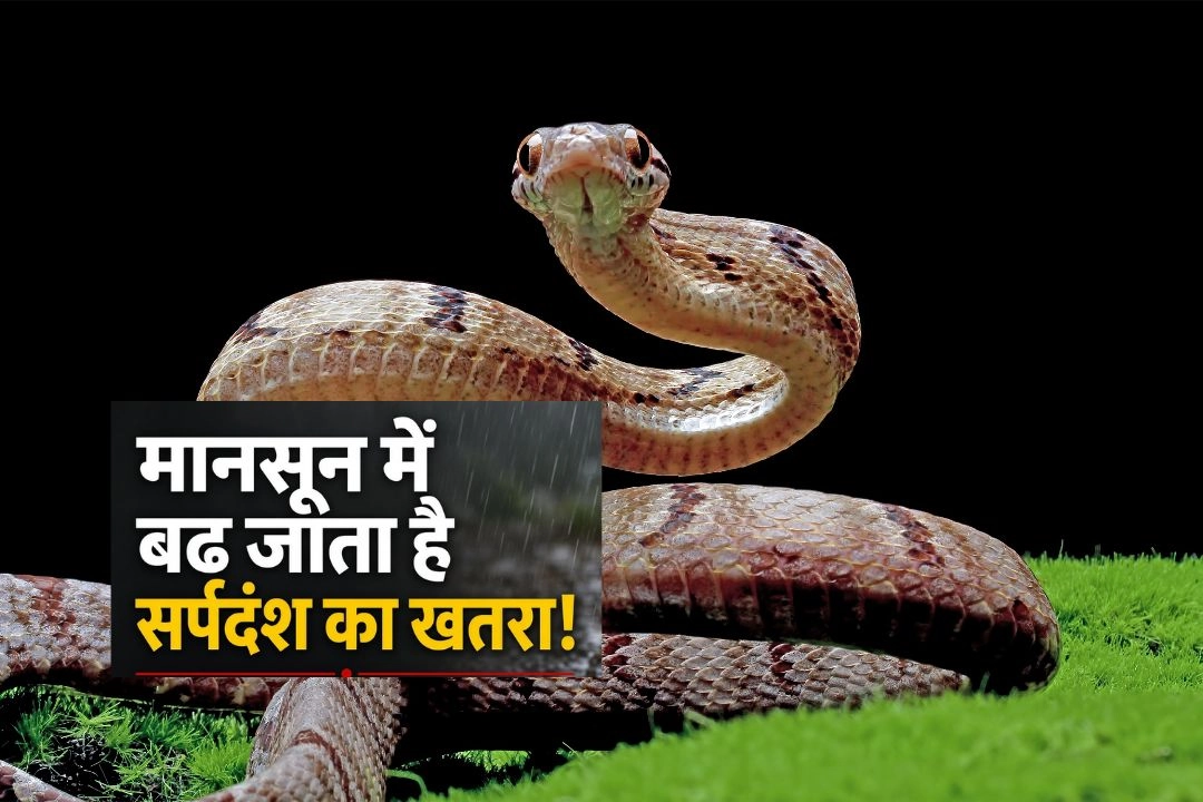 मानसून में बढ़ जाता हैं सर्पदंश का खतरा!